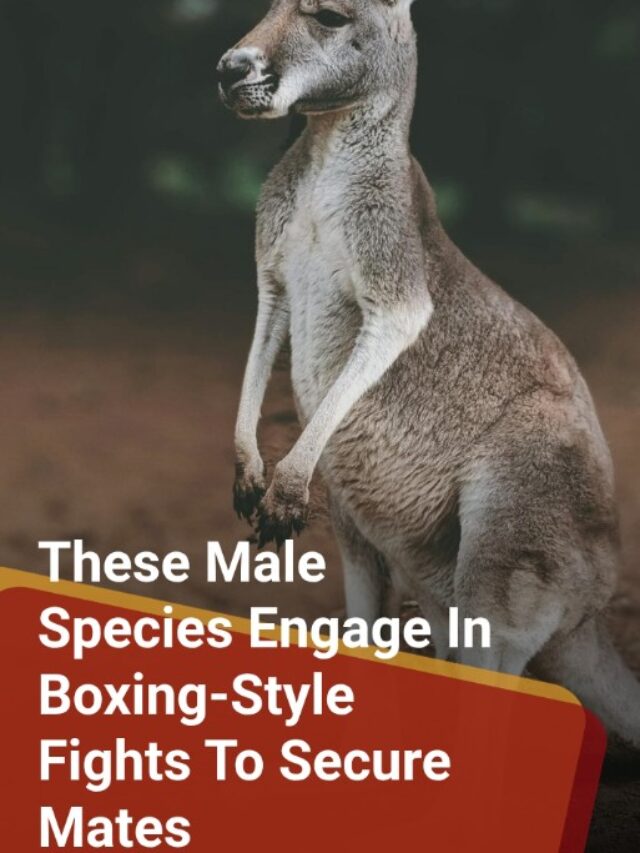 The male species engaged boxing for female protection