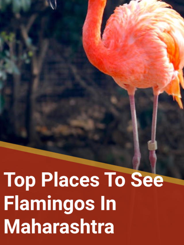 Top places to see flamingo in maharashtra