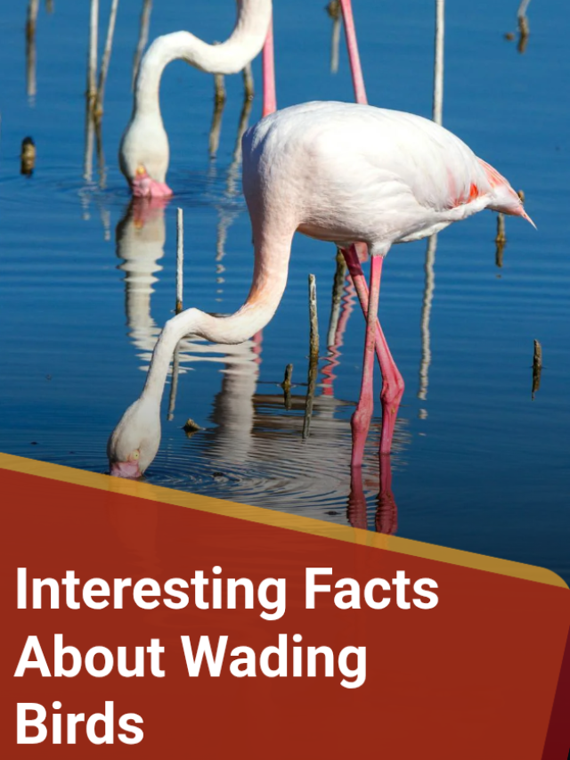 Intersting fact about wading birds